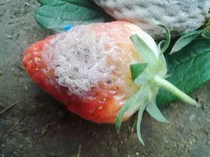 辣椒叶枯病， 另一种危害