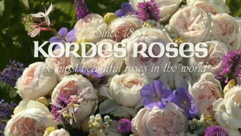 克里斯蒂娜公爵夫人月季：美得像童话里的花