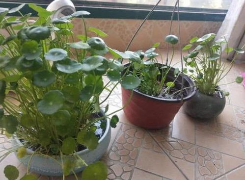 美丽花朵， 吊兰、郁金香、菊花