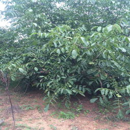 雨中移植， 成活率高