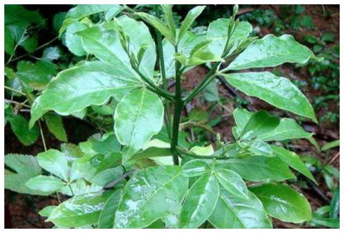 植物根系脆弱，三环唑喷花草需谨慎