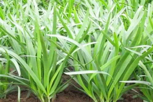 韭菜， 一种独特的蔬菜