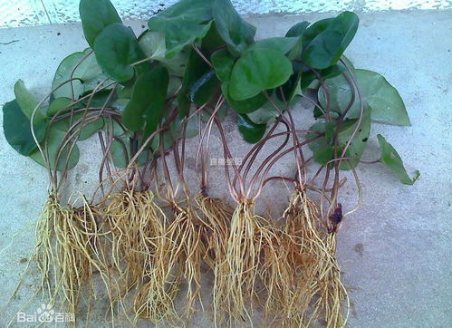 春季除草的注意事项