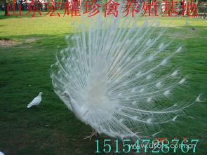 孔雀菊高效栽培技巧：畜牧领域必备指南