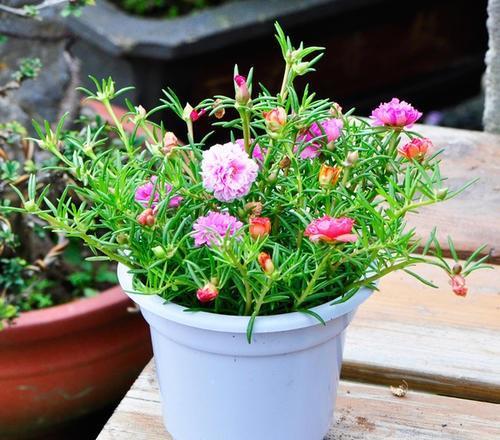 懒人品种，新手者阝嫩养活？