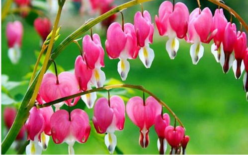 哪些圆形花适合北方露天过冬？