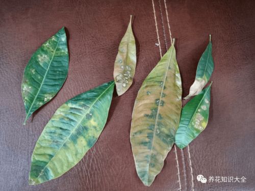 网上购买睡莲的处理方法