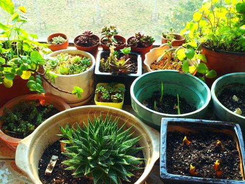 第六步：了解花卉生长习性，选择合适土壤类型