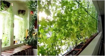 羽衣甘蓝：叶牡丹的别称