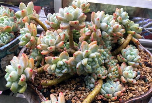 玉树越冬，需掌握保暖、控水、防病虫害等技巧