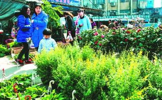 安徽合肥投入2.1亿元 打造绿色花卉景观 助力生态环保