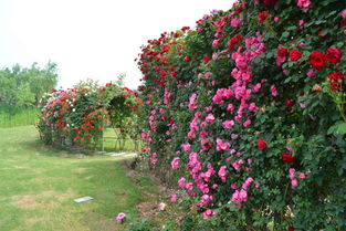 月季爬藤搭架子， 就像给花园穿上一件花衣裳