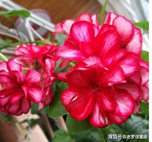 荷兰红不开花？爆款花卉常见问题解析