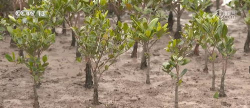 金弹子雌雄同株的生态特点如何影响其演化机制