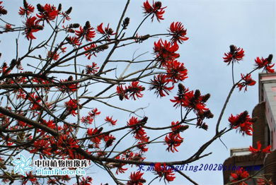 树上的叶子像枇杷，花白如荷，这是什么树呢？