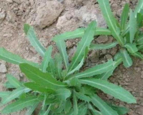 油菜地里野油菜用什么除草剂效果最好？