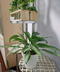 不知道养啥？50种耐阴植物
