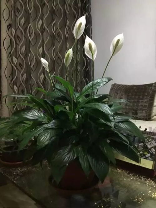 白掌不开花？掌握这几点