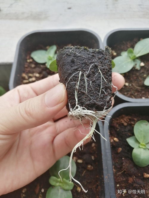 提高发芽率的步骤