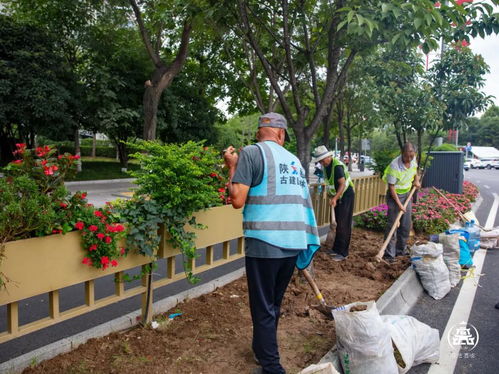 园林常见花卉及北方庭院宿根花卉