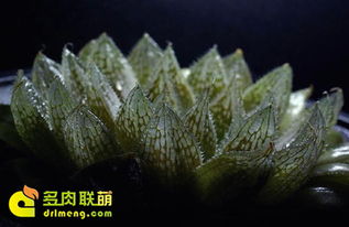 耐旱植物冬天如何浇水才能避免烂根