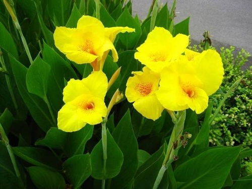 美人蕉冬季生存大揭秘