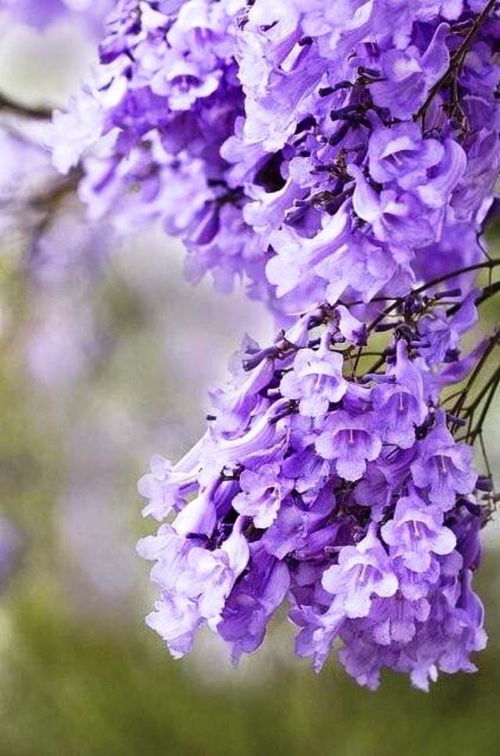 勿忘我花的花语和象征情感中，是否蕴含着对永恒爱情的深刻寄托与承诺