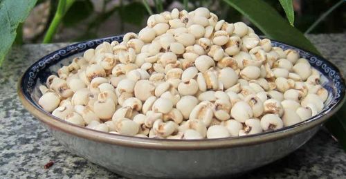 薏米种子，怎么选？