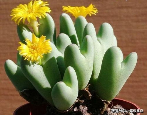 长寿花：淡雅之美， 持久绽放