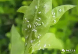 元凶二：梨树锈病的侵袭