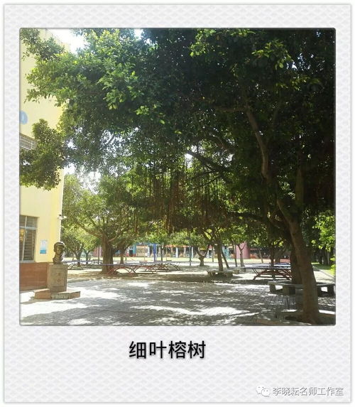 榕树枝条为何能向上生长？