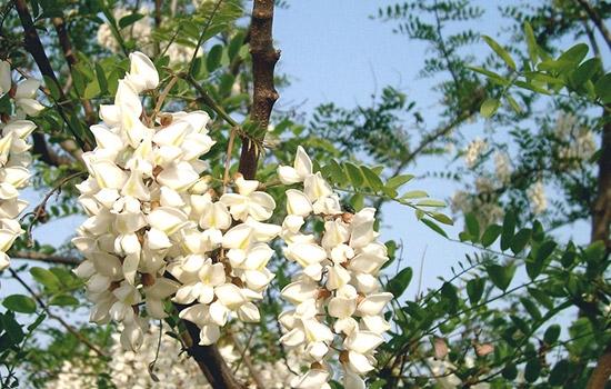 选好种子， 泡足时间