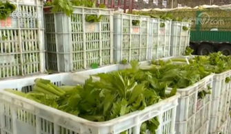 冬瓜，秋季的佳品