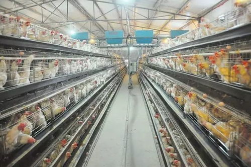 当前饲料蛋鸡养殖市场前景如何，未来发展趋势怎样？