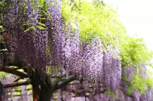 紫藤浇水施肥攻略，花期养护必看！