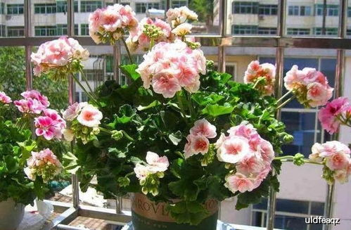盆栽茶花花期需水量大，如何把握浇水时机