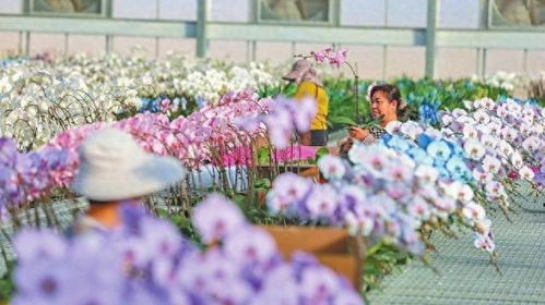 年宵花（花香弥漫）的品种有哪些