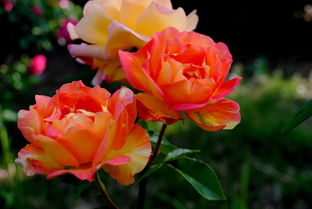 月季的春日之约