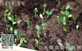 格桑花种子如何种植，才能确保发芽率和生长效果
