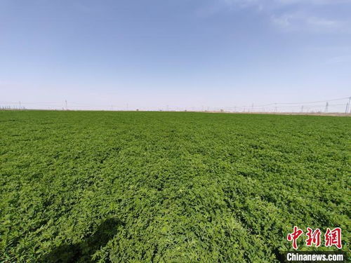 紫花苜蓿：耐盐碱的“绿洲使者”