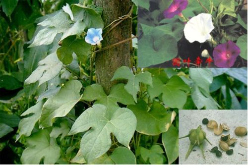 神奇一：山牵牛