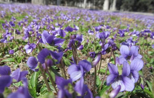 对比试验：南北方的种植经验