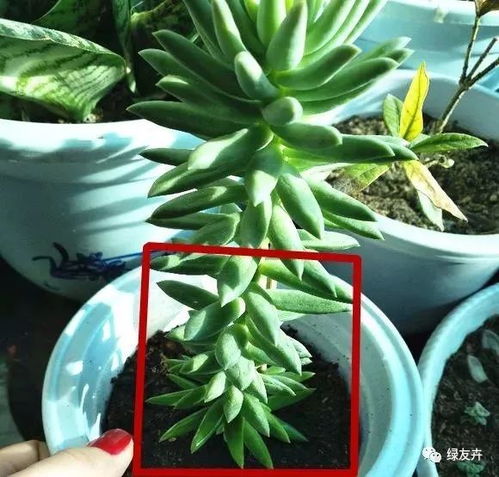 多肉发芽叶片如何养护才能避免腐烂