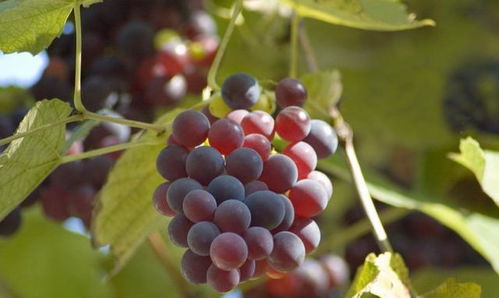 洋葱膨大素，啥时候用合适？