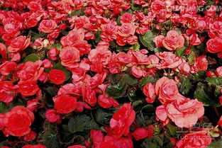 秋海棠：真挚与永不变迁的友谊