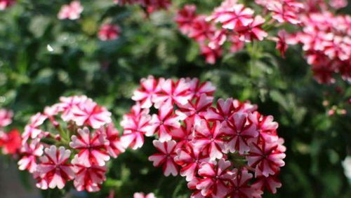 青竹蓝：那抹神秘而深邃的蓝