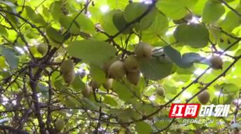乌饭叶蓼耐寒耐高海拔，适宜高山种植