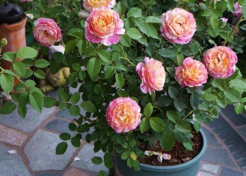 公主花养护， 保持基质湿润，3-8月份生长期要多浇水