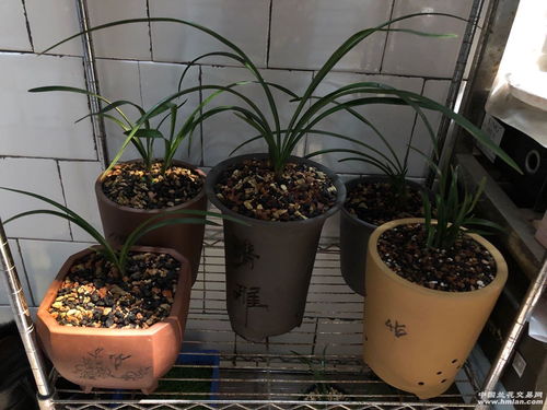 绿萝施肥用有机肥？老花匠教你几招