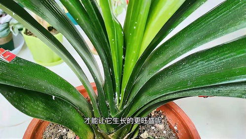 君子兰生长适宜使用什么肥料？